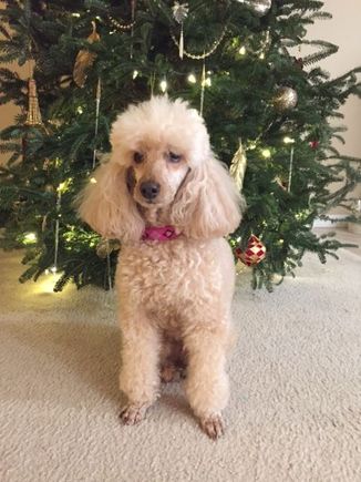 FT Secret Santa Paws 2017 gift.