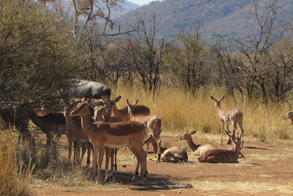 Lots of deer (kudu?)