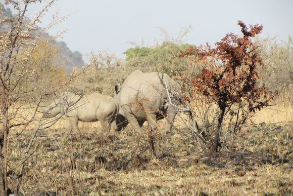 Rhinocerous mom and cub (story coming up ... below)