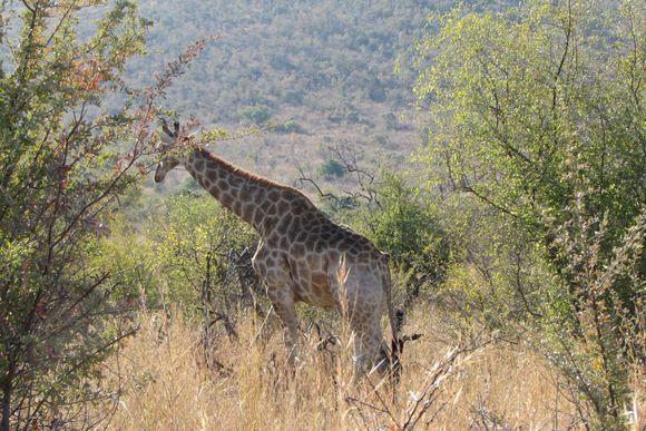 Giraffe side view