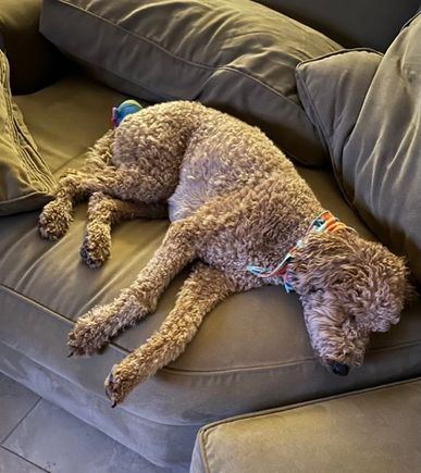 Tryptophan has kicked in! ;)
