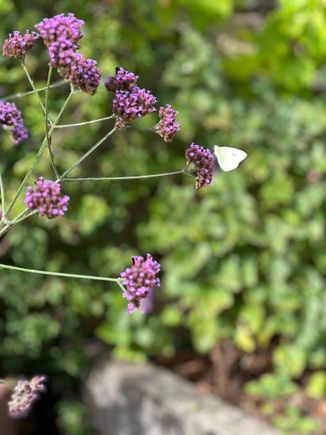 Dislike Cabbage white, but good to be at home, re-seeded bits of the lawn, cleaned out chicken hutches, no work until Sunday. TGIF everyone