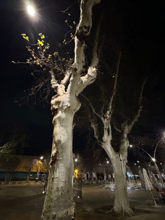 night scene