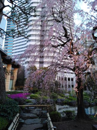 The Sakura tree close to sunset  as the illuminations have just been turned on for the evening