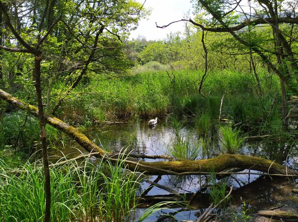 In the middle of Les Grangettes nature reserve 