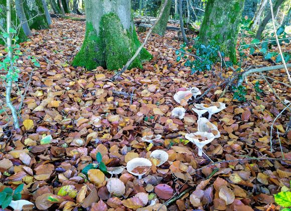 There were lots of autumnal mushrooms in the woods just beside the trig point for Winterberg 