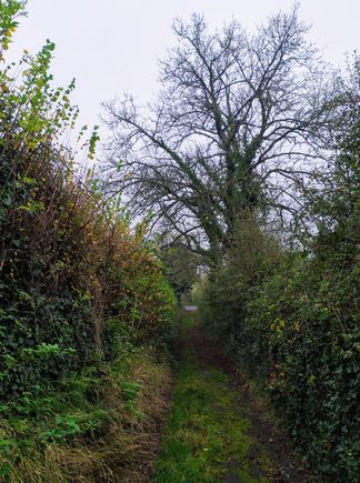 Back in the day we had a Latin teacher at Wells with whom I have remained in contact - he lives out in Bleadney on the road to Wedmore, and secret pathways branch off in all directions here, some of them going down to the Somerset Levels