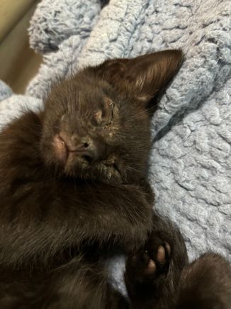 My brother has been adopted by my new nephew, Duke Leto