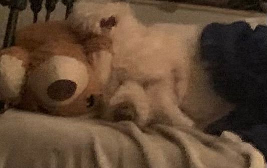 My boy when he’s resting in bed with me. One of them is a cuddly toy he uses as a pillow!