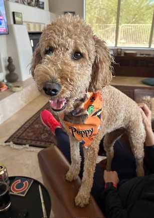 Poppy is wearing her Halloween kerchief, which has her likeness on it, given to her by her “uncle” who often stays with her when we travel. 