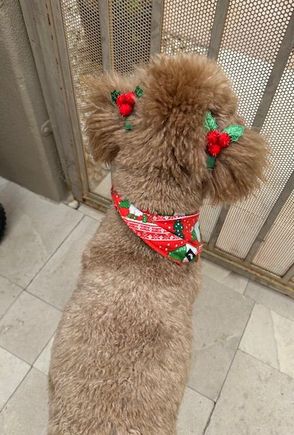 Poppy is still in her holiday finery. 