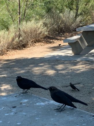 Picnic lunch with some bird friends