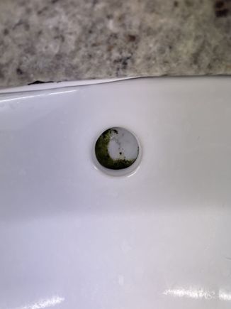 Something green growing in the sink.