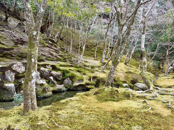 Lovely Japanese moss!