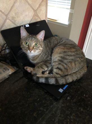 Kash on a laptop.