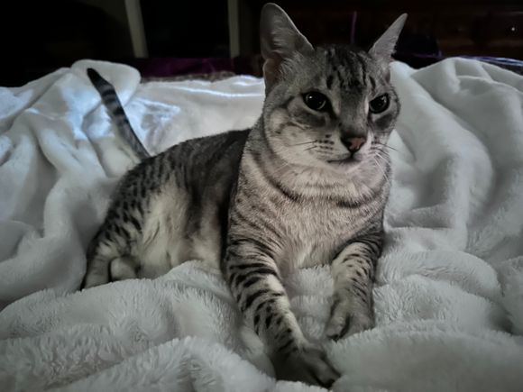 My tv watching buddy this evening.  I guess I forgive him for the early wake up call this morning.