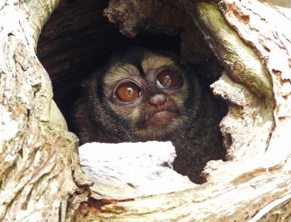 Night Monkey