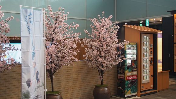 The only sakura I would see is the artificial kind.