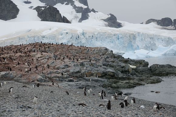 Large penguin colony