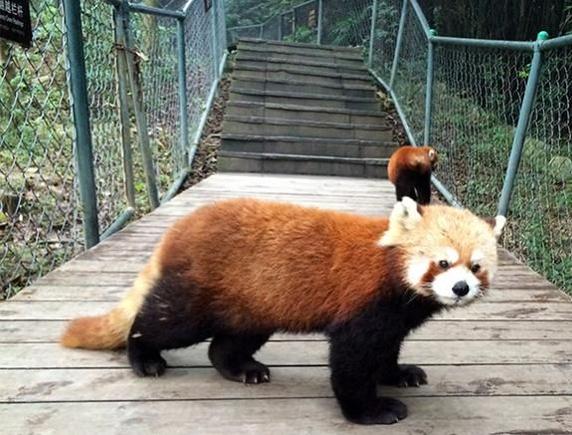 Red Pandas - Chengdu Research Base of Giant Panda Breeding
