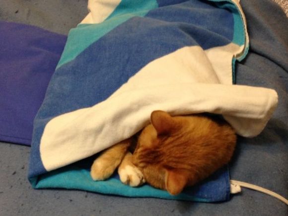 warm kitty