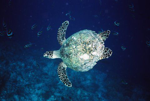 Turtle