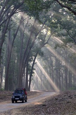 Corbett Tiger Reserve  - A Special Place - 2010 FEB 19
