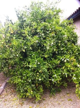 Orange tree 03262013