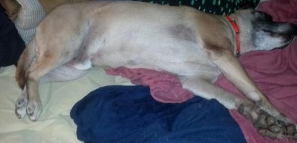 Mauser sleeping...