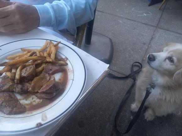 When I told Rocket that Thursday was National Dog Day, he informed me that every day is National Dog Day. And then he demanded his share of the steak frites...