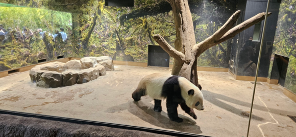 The Chinese haven't demanded Xiao Xiao back yet - super cheap ($4) to go see them at the Ueno Park Zoo