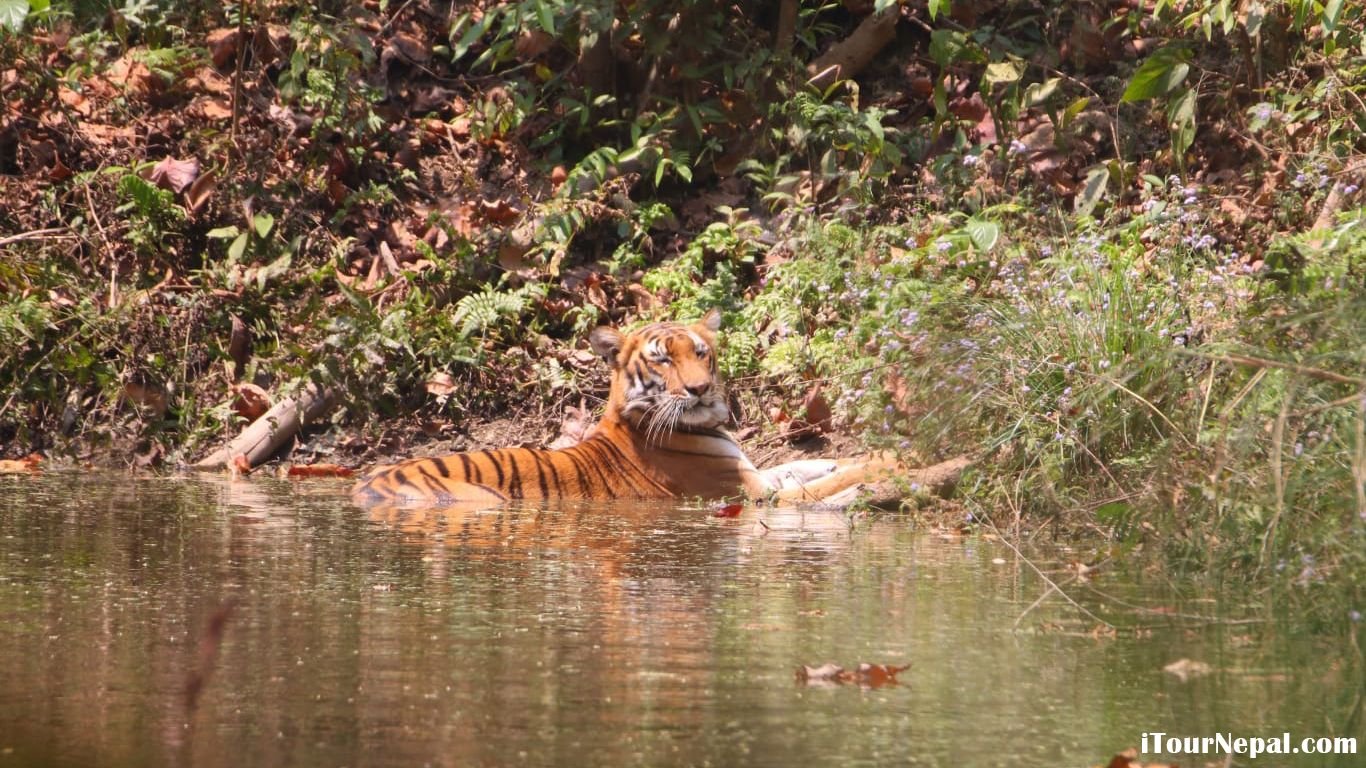 Royal Bengal Tiger seen during the Tiger tracking tour in Baridia National Park