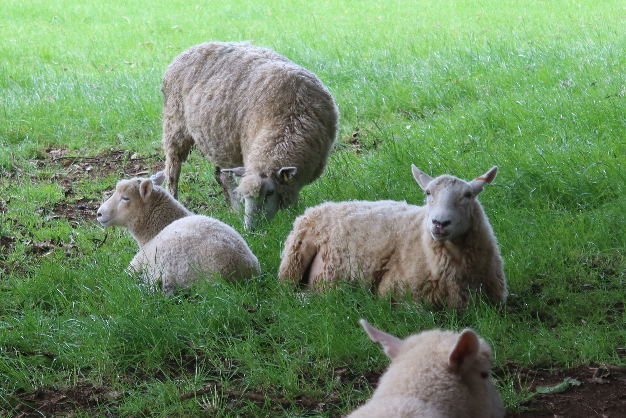 Sheep in Cornwall Park