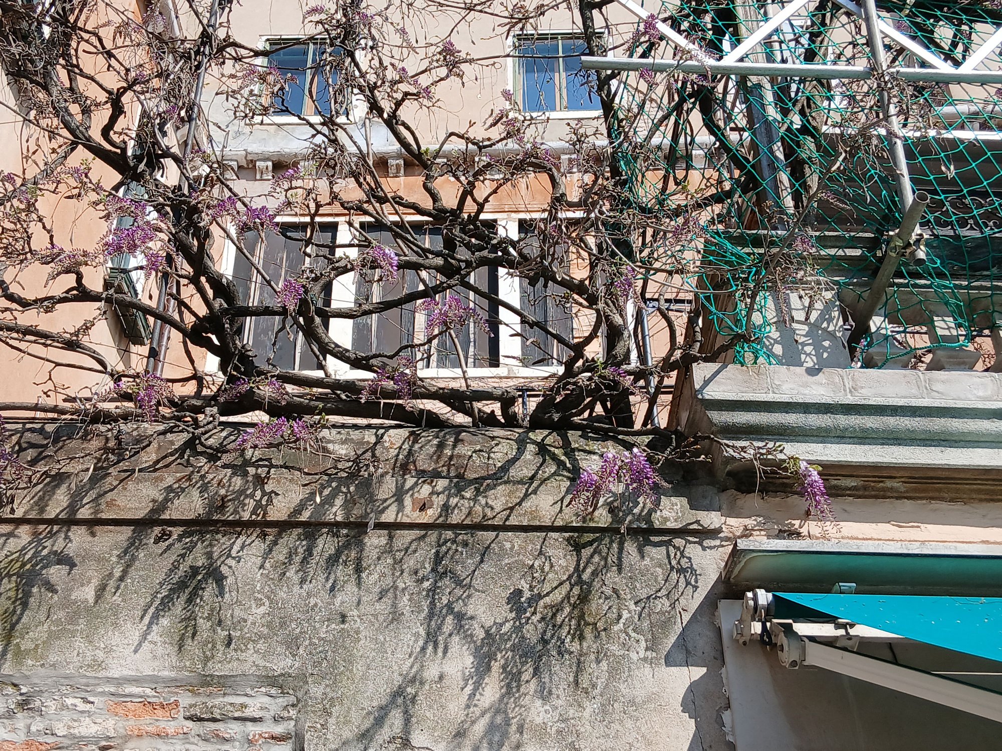 Campo San Giacomo dall’Orio, Wisteria already in bloom