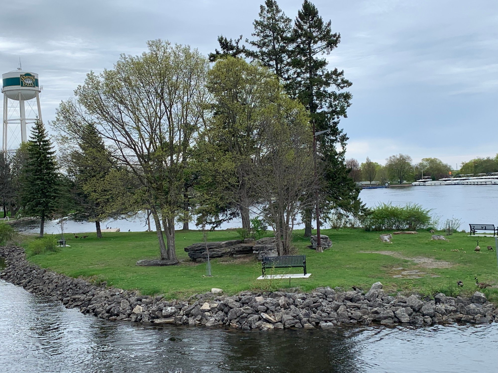 Geese and about a dozen goslings grazing on grass here. Boats to rent seen in distance at right.