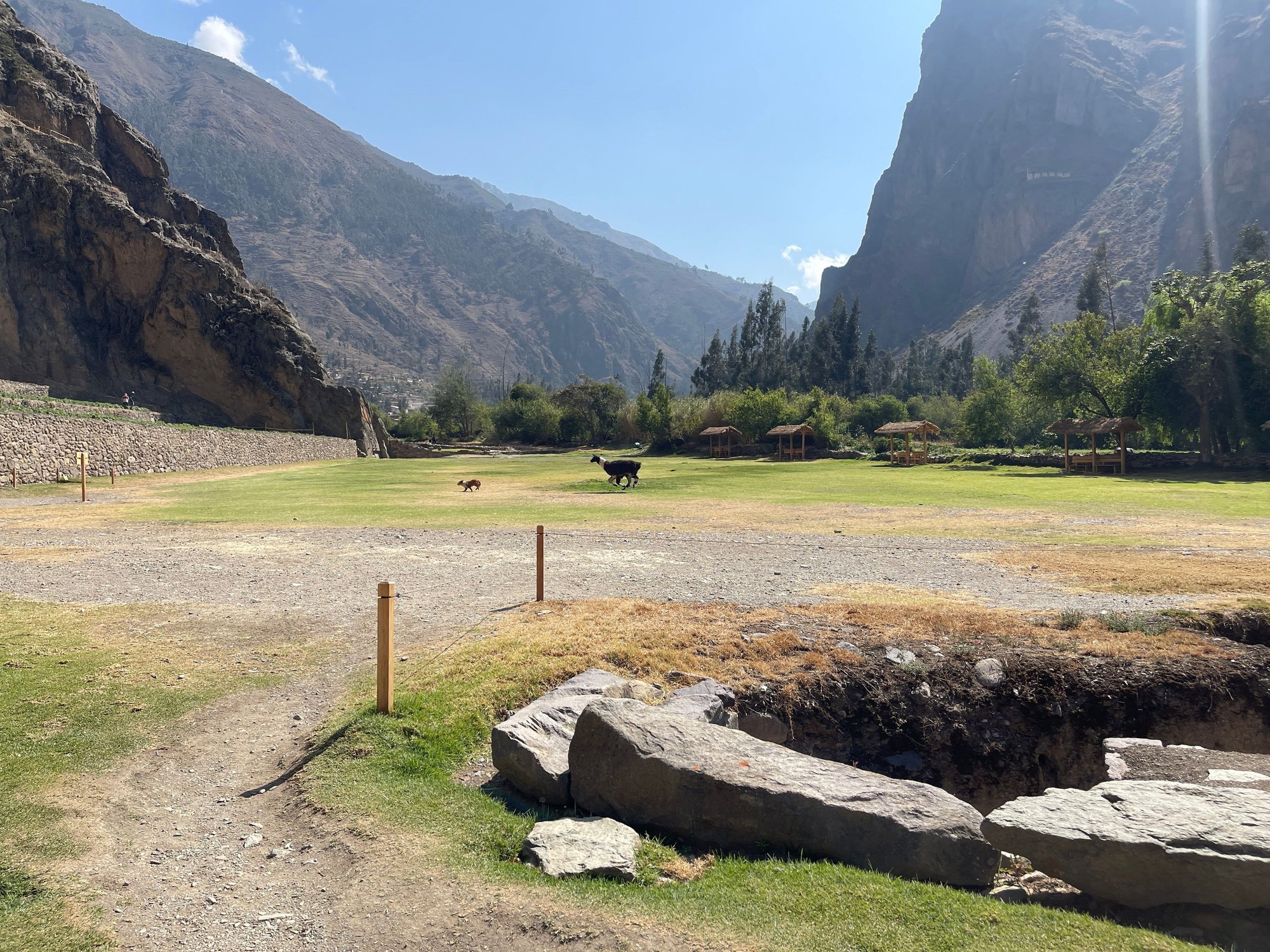 Llama chasing the dog!