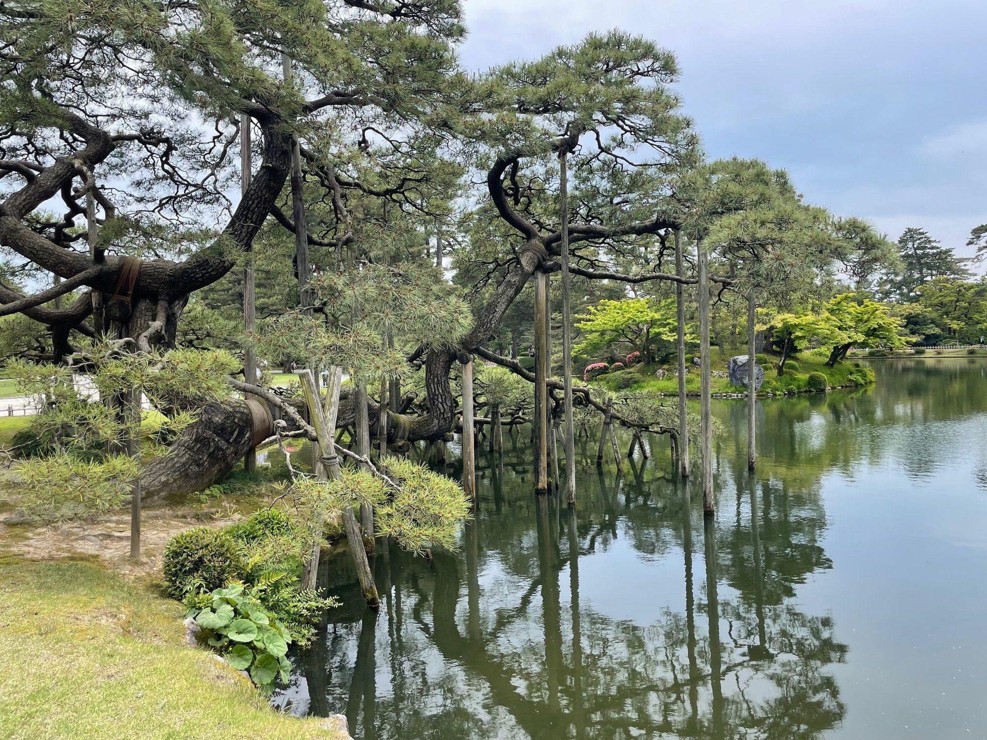 Karasakinomatsu Pine