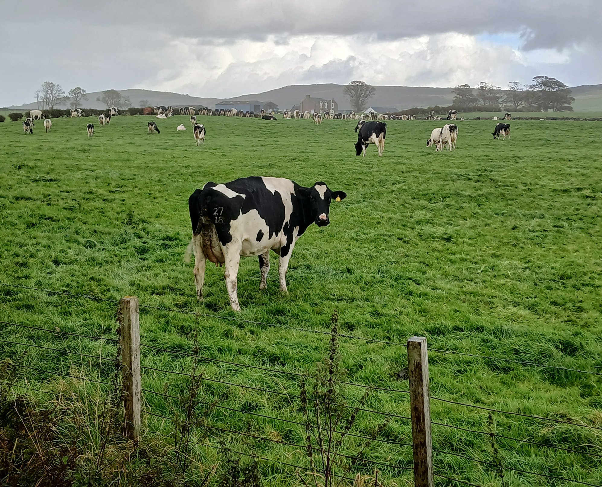Cows grazing near St Ninans Bay (Straad)