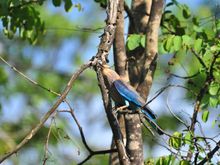 Indian Roller