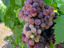 Grapes were tasty!