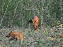 Quite different from the African Painted  Dogs