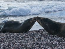 Not just humans who find the beach and crashing waves romantic.