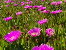 Flowering ice plants as far as the eye can see