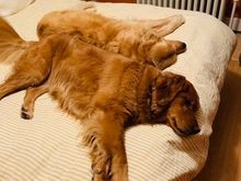 Nathan was out of town most of this week so Lily and Molly  kept me company. 