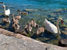 Swans and their gray babies!!!