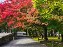 This was one of the best places for Autumn colours.
I had my appetite satiated on this day itself. I like to see multiple colours woth green rather than only orange and crimson