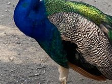 Peacocks on the caller grounds!