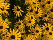 The first grasshopper. Fall is coming. 