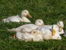 Ducks at Herrmannsdorf