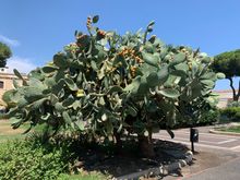 Prickly pear fruit is in season in Sicily